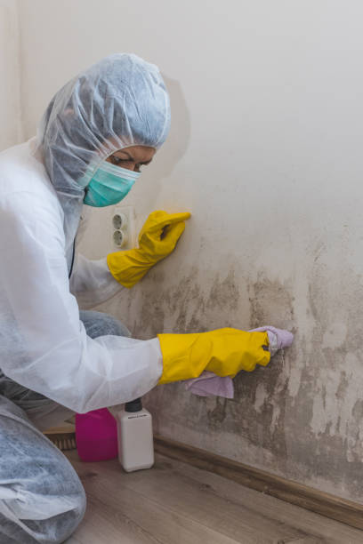 Trusted Contoocook, NH Mold Removal Experts